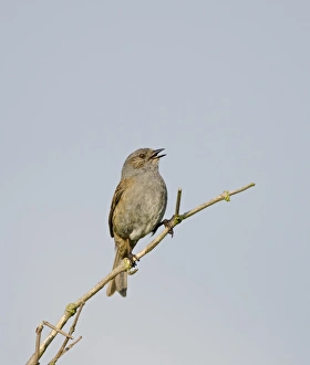 Dunnock Prunella modularis in song Norfolk spring
