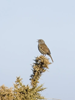 Sing Prints: Dunnock Prunella modularis in song Suffolk April
