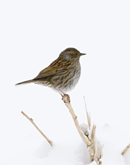 Dunnock Prunella modularis in winter uk