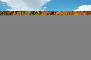 Landscape Prints: Dunwich Heath National Trust Suffolk with heather in bloom in late August