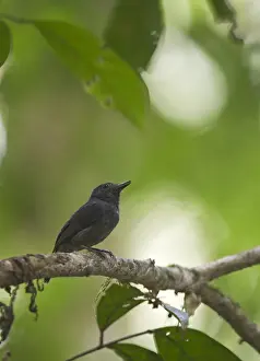 Neotropical Prints: Dusky-throated Antshrike Thamnomanes ardesiacus Peruvian Amazon