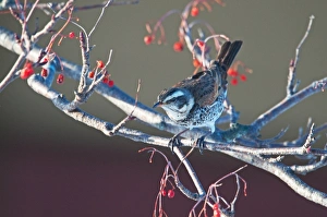 Dusky Thrush Turdus naumanni feeding on berries Kushiro Hokkaido Japan