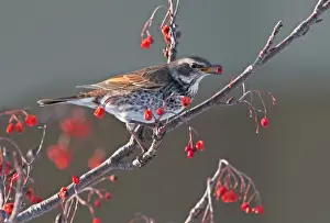 Dusky Thrush Turdus naumanni feeding on berries Kushiro Hokkaido Japan