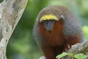 Neotropical Prints: Dusky titi Monkey Callicebus moloch Upper Amazon Peru