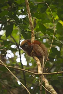 Amazonas Prints: Dusky Titi Monkey Peruvian Amazon nr Tambopata Peru