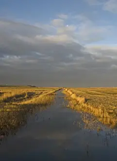 Landscape Prints: Dyke running across grazing marsh at Salthouse Norfolk winter