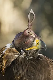 Altai Prints: eagle hunters Golden Eagle Aquila chrtsaetos complete with hood Ugli western Mongolia