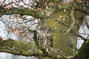 Eagle Owl Bubo bubo Glos UK (controlled)