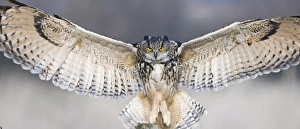 Eagle Owl Bubo bubo Glos UK (controlled)