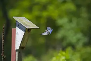 Bluebird Prints: Eastern Bluebird, Sialia sialis at nest box Cape May New Jersey USA