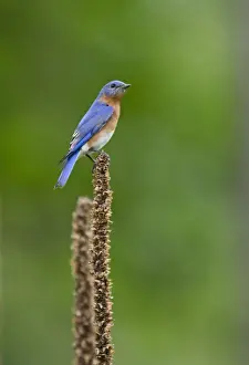 : Eastern Bluebird, Sialia sialis at nest box Cape May New Jersey USA
