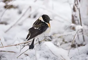 Snowing Prints: Eastern Stonechat Saxicola maura male on migration Kazbegi Great Caucasus Georgia April