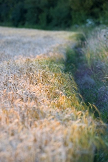Food Prints: Edge of crop (Barley) and hedgerow Norfolk July