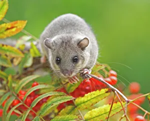 Edible Dormouse Glis glis Buckinghamshire, UK