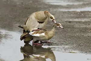 Egyptian Geese Alopochen aegyptiacus mating Norfolk UK