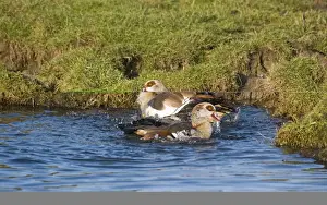 Geese Prints: Egyptian Geese Alopochen aegyptiacus pair bathing Salthouse Norfolk