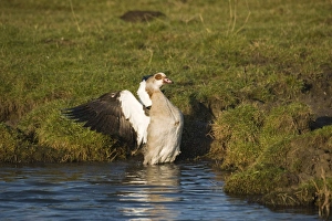 Egyptian Geese Alopochen aegyptiacus Salthouse Norfolk winter Egyptian Geese Alopochen aegyptiacus Salthouse Norfolk winter