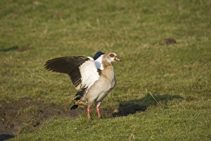 Egyptian Geese Alopochen aegyptiacus Salthouse Norfolk winter