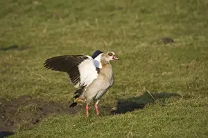Egyptian Geese Alopochen aegyptiacus Salthouse Norfolk winter