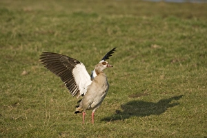 Egyptian Goose Alopochen aegyptiacus Salthouse Norfolk winter Egyptian Goose Alopochen aegyptiacus Salthouse Norfolk winter