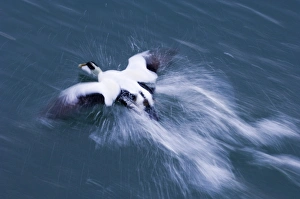 Blur Prints: Eider Seahouses Northumberland winter