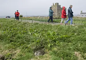 Eider Smateria mollissima female on nest Inner Farne Farne Islands Northumberland April