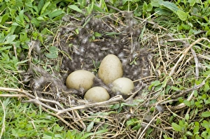 Eider Smateria mollissima nest and eggs on nest Inner Farne Farne Islands Northumberland Eider Smateria mollissima nest and eggs on nest Inner Farne Farne Islands Northumberland