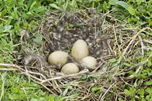 Eider Prints: Eider Smateria mollissima nest and eggs on nest Inner Farne Farne Islands Northumberland