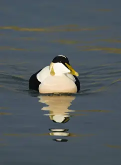 Wildfowl Prints: Eider Somateria mollissima drake in Seahouses Harbour Northumberland UK winter