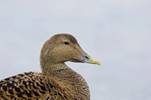 Eiders Somateria mollissima Northumberland winter