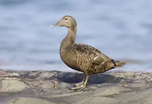 Wildfowl Prints: Eider Somateria mollissima female Northumberland summer