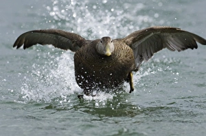 Eider Somateria mollissima female taking off Northumberland spring Eider Somateria mollissima female taking off Northumberland spring