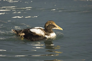 Eider Somateria mollissima immature drake in Seahouses Harbour Northumberland UK winter Eider Somateria mollissima immature drake in Seahouses Harbour Northumberland UK winter