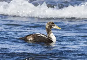 Eider Somateria mollissima immature male Northumberland spring