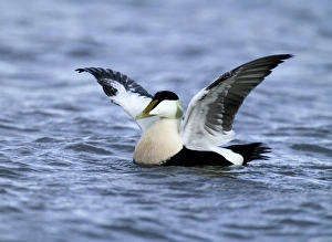 Eiders Somateria mollissima Northumberland winter