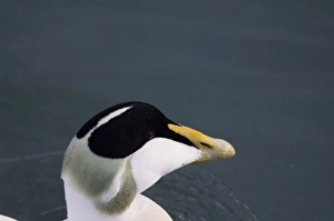 Eiders Somateria mollissima Northumberland winter