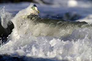 Eiders Somateria mollissima Northumberland winter
