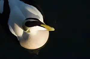 Eider (Somateria mollissima) male Seahouses Northumberland winter