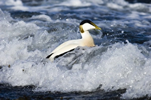 Eiders Somateria mollissima Northumberland winter