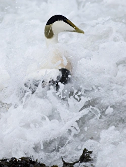 Eider Somateria mollissima male in the surf Northumberland winter Eider Somateria mollissima male in the surf Northumberland winter
