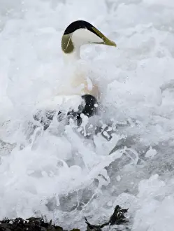 Eider Prints: Eider Somateria mollissima male in the surf Northumberland winter