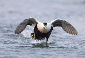 Eiders Somateria mollissima Northumberland winter