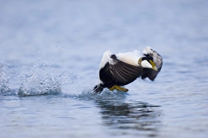 Eiders Somateria mollissima Northumberland winter
