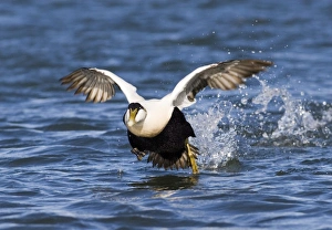 Eider Somateria mollissima male taking off Northumberland spring Eider Somateria mollissima male taking off Northumberland spring