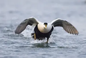 Eider Somateria mollissima male taking off Northumberland UK winter