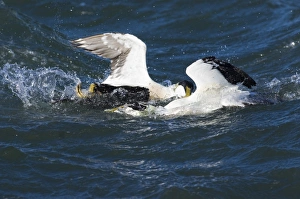 Eider Somateria mollissima males fighting Northumberland spring UK
