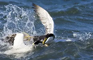 Eider Somateria mollissima males fighting Northumberland spring UK