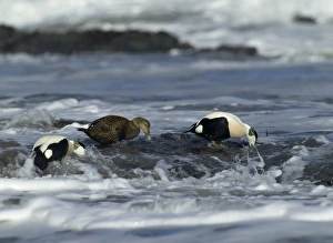 Eiders Somateria mollissima feeding on mussels in the surf Northumberland, winter Eiders Somateria mollissima feeding on mussels in the surf Northumberland, winter