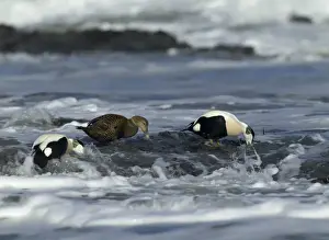 Eider Prints: Eiders Somateria mollissima feeding on mussels in the surf Northumberland, winter