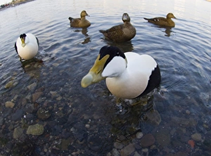 Eider Prints: Eiders Somateria mollissima Northumberland winter